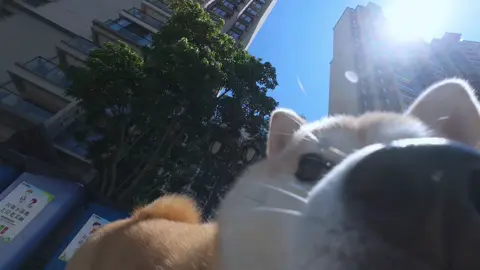 行狗记录仪,用4K60帧记录阿狸狸的每一天。#柴犬 #记录萌宠日常 #柴柴小八嘎 