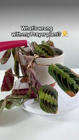 🔍 Identify plants in seconds 🌍 Plant disease self-diagnosis 🌿 Instantly identify over 17,000 plant species 💧 Detailed tips on plant care Plant Identifier - Plant Care is the best app to identify plants and learn how to care for them with one snap.  v41-50#fyp #PlantTok #plantmom #houseplants #plants #plantcare #plantlover #indoorplants #monstera #indoorjungle