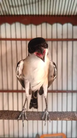 Diam Tolah toleh , disauna mangap2 #cendetmaniaindonesia #cendet #kicaumanianusantara #kicaumania 