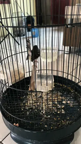 ready ak 47 ngebren #ciblekkristal #ciblekngebren #ciblekkalung#fyppppppppppppppppppppppp 