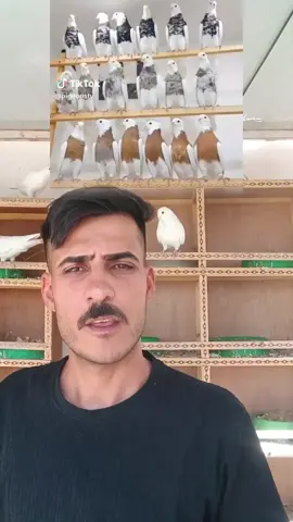 #اعادة_النشر🔃 #اكسبلورexplore❥🕊🦋💚❤ #طيور زبيريات