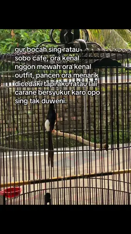 #muraibatu #lombaburung #jafakicau #sedulurmuraimania #4upageシ 