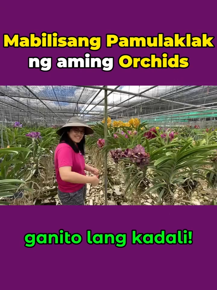 Orchid Bloom Max – Bloom & Revive for Healthy, Beautiful Orchids #OrchidBloomMax #Revive #Orchids #tiktok