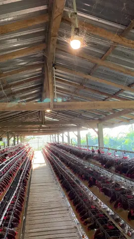 #ayampetelur #lewatberanda #banjarnegara 