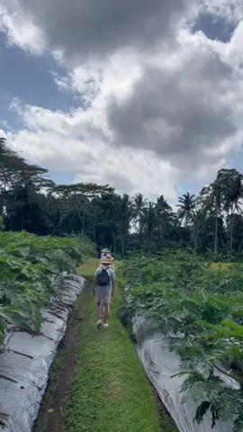 #maiorganicfarmbali #cookingclass #cookingschool #farmtotable #balitravel #vibes #bestthingstodoinbali #ubud #balilife #morningclass #baliindonesia🇮🇩 