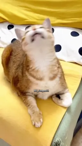 Garam Dapur #kucingjoget #kucingtiktok #kucing #kucingoren #bk_cerpen 