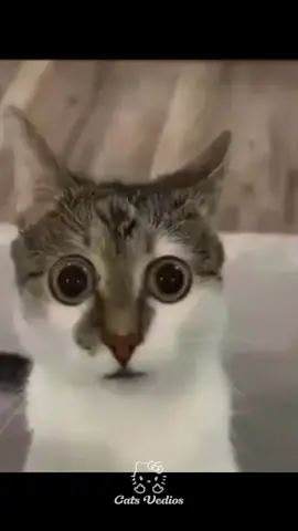 Cala boca #foryoupagе #phonk #funk #fyp 