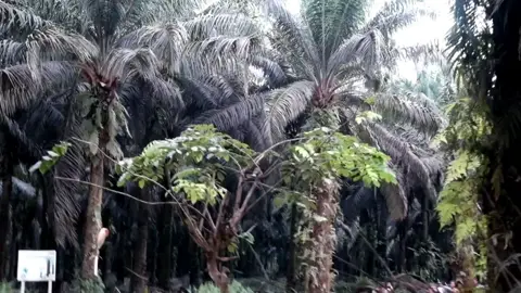 Kita patut prihatin, telah gelap hati Kapolsek Mentaya Hulu karena menghalang-halangi masyarakat hukum adat (Bapak Hartani) yang bersengketa dengan PT Tapian Nadenggan. Sudah dua puluh tahun Bapak Hartani menuntut hak atas tanah adat miliknya seluas 179 Ha yang diserobot oleh PT Tapian Nadenggan sejak 2005 silam. Bukti kepemilikan tanah Bapak Hartani sangatlah lengkap, mulai dari Surat Kepemilikan Tanah Berdasarkan Adat tahun 1980 yang dikeluarkan oleh Kepala Desa Kawan Batu dan Disahkan oleh Camat Mentaya Hulu hingga hasil temuan Tim Inventarisasi Lahan dan Tanam Tumbuh Mentaya Hulu pada 2007 silam yang menytakan benar Bapak Hartani memiliki tanah adat seluas 179 Hektar. Saksi-saksi juga membenarkan, bahwa Bapak Hartani yang kini sudah di ujung usia benar memiliki tanah di lokasi yang akan kami tuju. Mulai dari Mantan Kepala Desa Kawan Batu 1980, Kepala Desa Kawan Batu yang sekarang menjabat, Mantir Desa Pantap, tokoh masyarakat hingga Kesimpulan dalam Mediasi di Kecamatan Mentaya Hulu pada 2009 silam yang dihadiri oleh PT Tapian Nadenggan. Upaya penuntutan hak oleh Bapak Hartani bukan baru sekarang. Mulai 2005 sampai sekarang Bapak Hartani terus berjuang untuk mendapatkan hak di atas tanahnya sendiri. Tetap semangat Bapak Hartani, serta masyarakat adat yang hingga sekarang berjuang. Menutup lahan perusahaan adalah upaya penuntutan hak yang dijamin oleh konstitusi dan hukum adat setempat. Kini gugatan adat segera dijalankan termasuk melaporkan Kapolsek Mentaya Hulu yang kami nilai bersikap arogan, intimidatif dan tidak berdiri di tengah-tengah. Perjuangan akan tetap berlanjut, walau keluarga Bapak Hartani mendapatkan intimidasi dari oknum yang tidak bertanggung jawab. #hidupmasyarakatadat  #POLRI #poldakalteng  #viral  #fyp @Gibran Rakabuming @TRANS7 @Metro TV @Kementerian HAM Wilayah Kalbar 