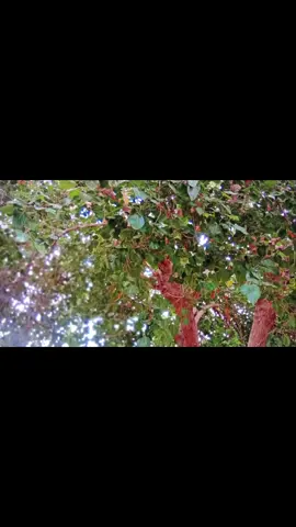 ꧂ قران الكريم ꧂﷼﷼﷼﷼ﷲ