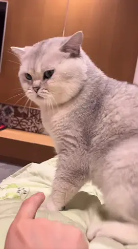 เขายังคงลังเลที่จะจากไป#cat #pet 