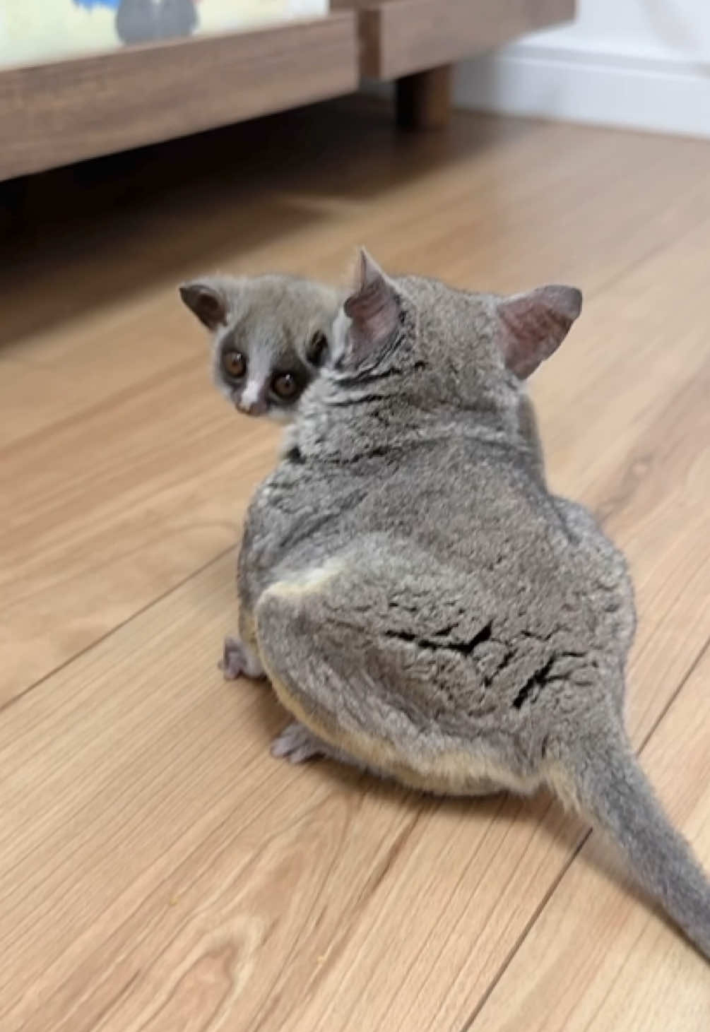 毎日せっせとお世話をするサラミーママ。咥える動画シリーズです🐒🐒