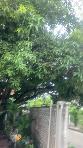 ฝนตก