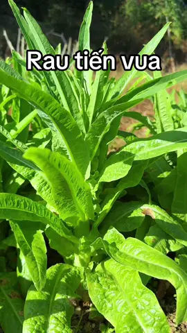 🥦Hạt Giống Rau Tiến Vua🥦 E có bán theo lạng. Kg ạ Rau tiến vua tên gọi khác là rau riếp thơm hoặc rau cần biển.  Như tên gọi của nó, từ ngày xưa là loại rau được cung tiến cho vua chúa. Nhưng với công nghệ nhân giống ngày nay, rau có thể trồng quanh năm. Nhà vườn chúng em xin gửi đến các bác loại hạt giống rau tiến vua, 1 gói gồm 1000 hạt, tỉ lệ nảy mầm đến 90%, sau khi trồng khoảng 30 đến 40 ngày có thể thu hoạch.  Hạt giống cực kì dễ thích nghi với thời tiết việt nam. Rau thành phẩm có thể xào, luộc, làm gỏi,múi chua, ngâm vó bò, vân vân,  đem lại giá trị dinh dưỡng rất cao. Có thể dùng được cả thân và lá. Thu hoạch xong dùng không hết có thể phơi khô sử dụng dần.  Trên thị trường, 1Kg rau tiến vua khô có giá khoảng 900-1 triệu đồng.  Các bác đặt hàng vui lòng nhắn tin cho shop để được tư vấn thêm nhé!