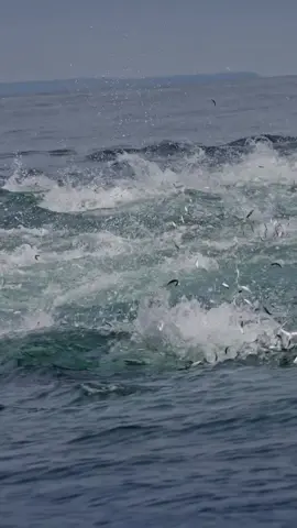 😱😱😱#storymancing #mancingmania #mancingpoping #mancing #CapCut 