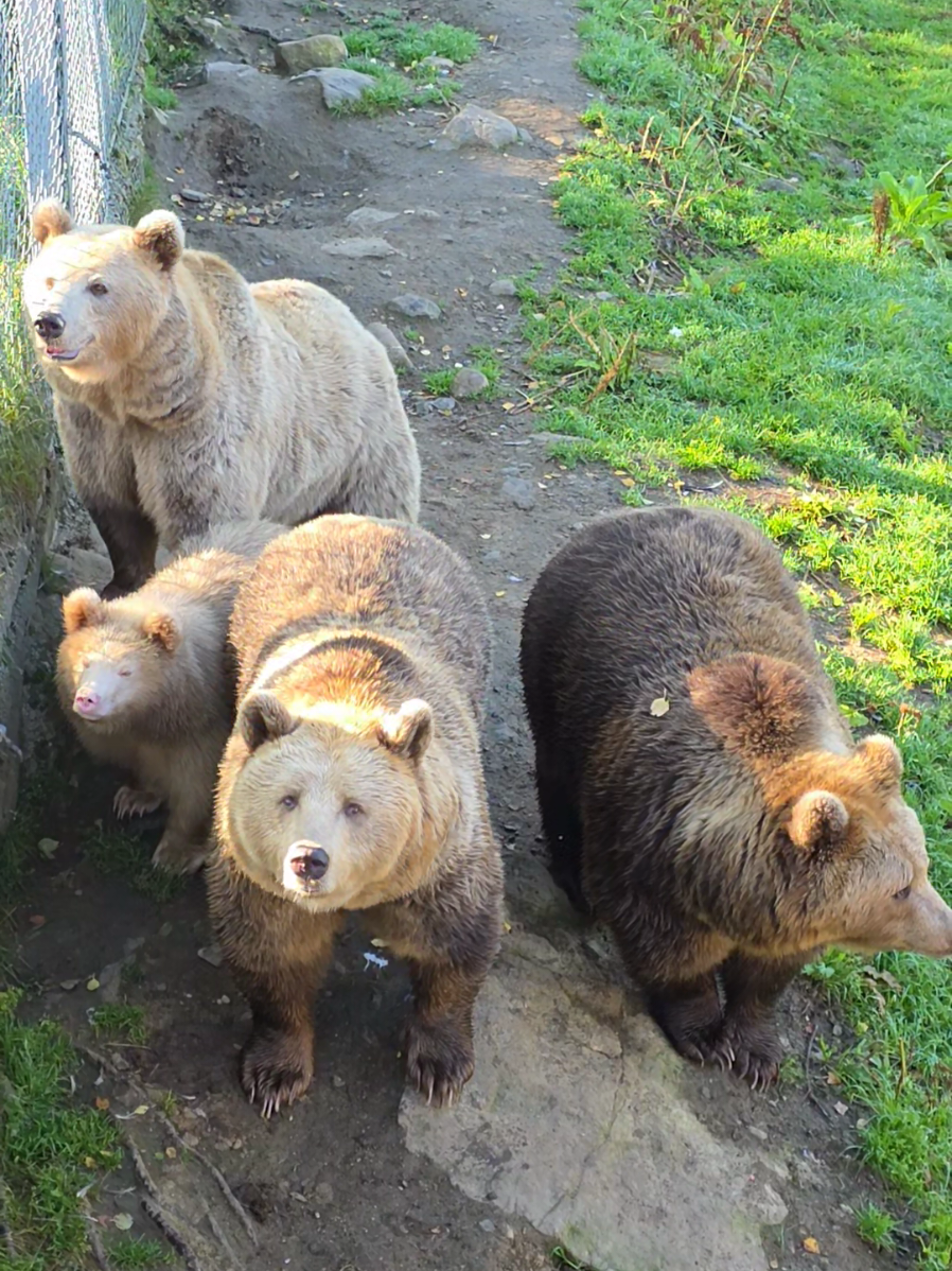#polarpark #bear #brownbear #animalsoftiktok #norway 