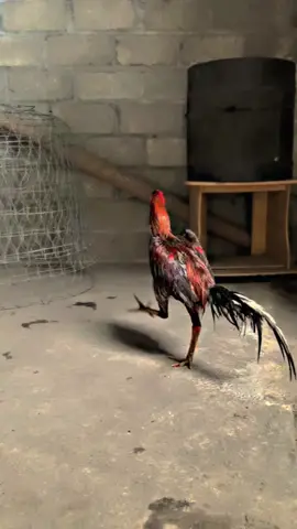 Seperti robot tapi bukan robot😜😝#fypシ゚ #ayambangkok #ayambangkokindinesia #ayammangonsuper #bangkokthailand #ayambangkokimport #ayambangkokjawatimur #bangkokselatan #ayampakoy #pakoy #ayampakoyindonesia #ayamkoyngon #pama #pamangon #ayampama #ayampamangon #pamaiq #bangkok #bk #fypシ゚ #fy 