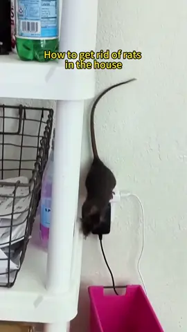 How to Get Rid of Rats Fast? Try This Smart Ultrasonic Repeller! 🐭⚡ #RodentControl #UltrasonicRepeller #PestFreeHome #SmartHomeTech #homeprotection 