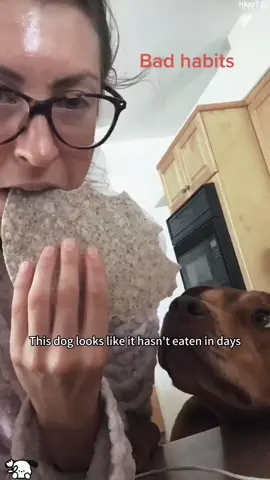 The dog looks like it hasn't eaten in days#dogsoftiktok#cute #pet #doglover #funny  