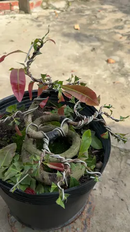 Mai 5 cánh Tân Châu ghép cúc hoa hồng#vuonmaiutcua #giaotanchau 