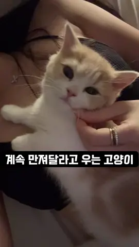 애교냥🤍🐱 #먼치킨 #cutecat #fyp #애교냥 #kitty 