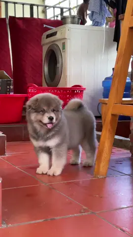 Nhìn hắn giống con gì anh em???#tứđạiquốckhuyểnvn #xùBắcHà #cúnđángyêu #xuhuongtiktok #chóxùbắchàtạisapa 