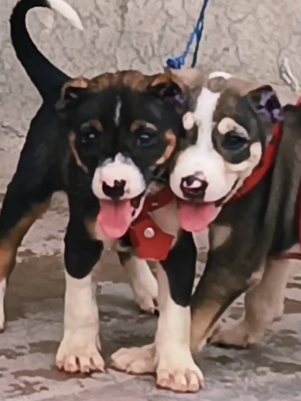 afghan kochi male and female full security dog cargo system available all Pakistan 🔥💪💪  #afghanidog #kochidog  #doganimals #securitydog  @Animals Informative world 