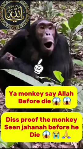 Ya reel video 😱😱 ya monkey proof of Allah creation 😱😱 like if you love Allah 🥰🥰 ya jahhanah reel 😱#fyp #allah #viral #miricle #monkey 