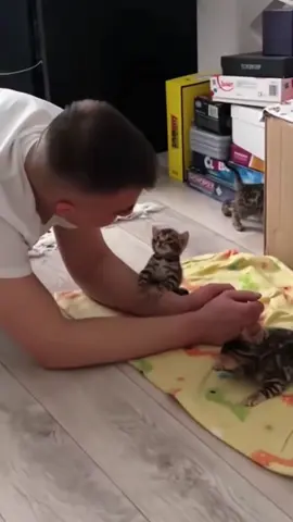 Link 💕💕💗. #catlover #Love #cutecat #kitten 