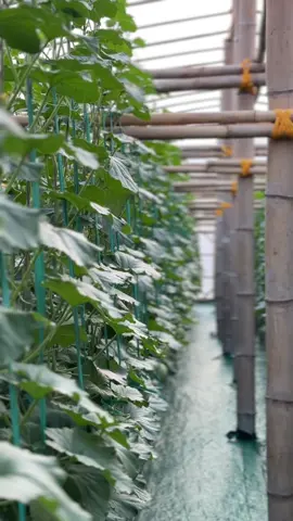 damaiii🤙🏻🥰 #petanimuda #greenhouse #melon #masukberanda #xybca 