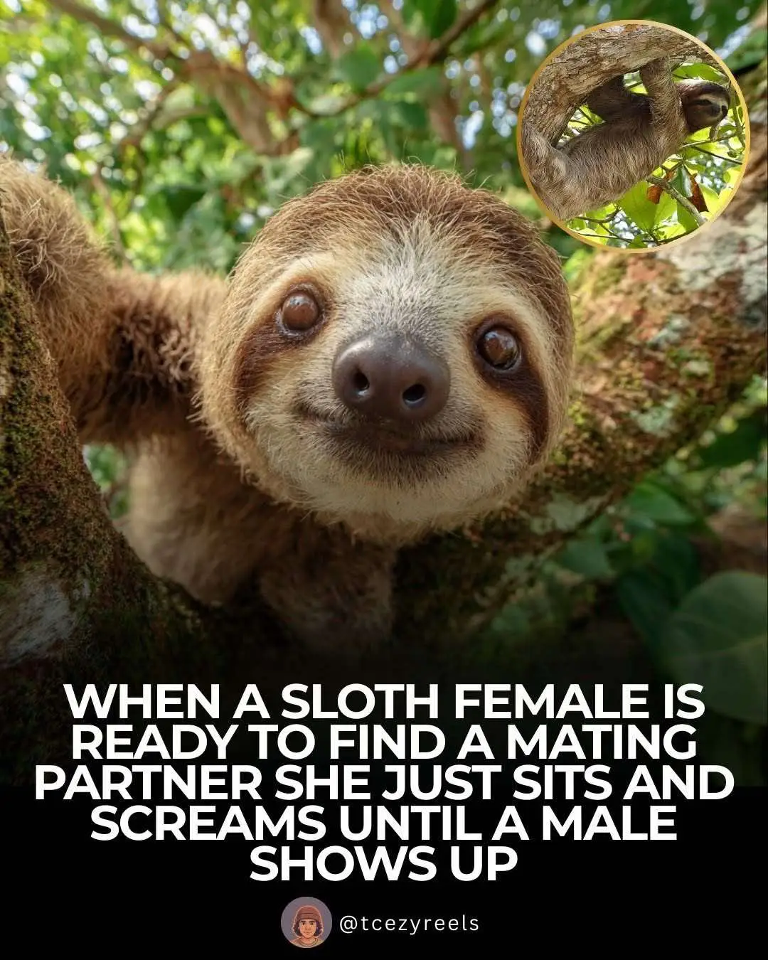 #fypシ #fyp #funny #animals 