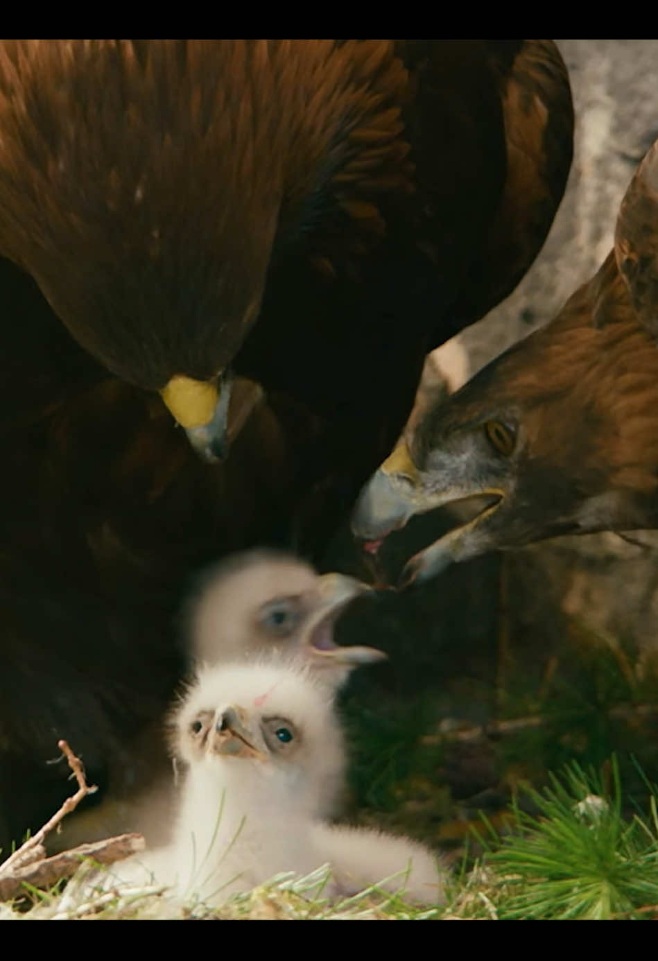 #eagles #wildlifevideos #nature #animalslifestyle #animalsworld 