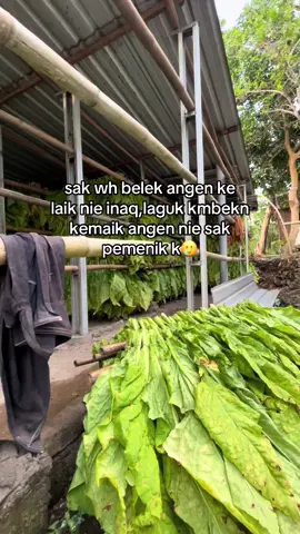 #hhhh#fyppppppppppppppppppppppp #sasakstorygalau 