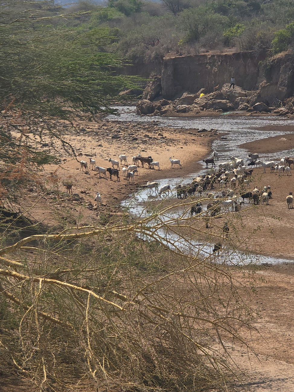ges what they looking 👀 for #uniquefood #bestfriend #chaaba #hadzabetribe #dudukwe 