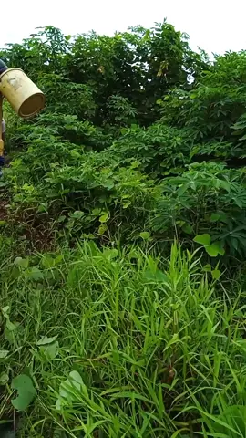 terimakasih buat kedua orang tua ku,dari sini aku belajar tentang cari uang,,