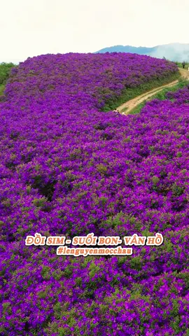 Đồi hoa sim Suối Bon – tím ngát cả một vùng trời.                                              Hoa sẽ còn đẹp tới hết tháng 9 này nha mọi người#SuoiBon #DoiHoaSim #MocChau #CheckinMocChau #reviewmocchau