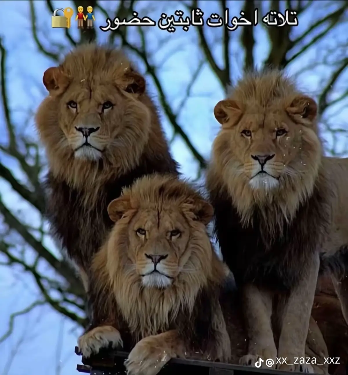 #تلاته_اخوات_ثابتين_حضور❤️👬  #العمرانية_بلدنا🔥💯  #العمرانيه_ارض_الخوف☠️  @آحً ـمِــ🌪ــد || 𝐀𝐇𝐌𝐄𝐃  @Omar Ashraf 