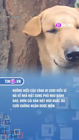 KHÔNG HIỂU KIỂU GÌ #giaitritiktok #tiktokgiaitri #tiktoknews #giaitri #tin102 .vn 