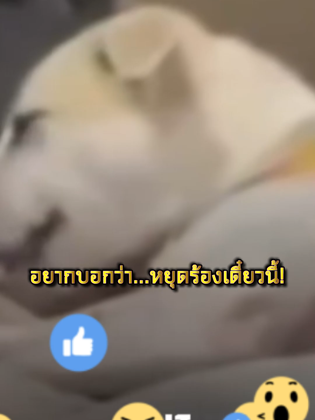 จะสงสารใครก่อนดี555 #ตลก#สุนัขน่ารัก#เพลงเพราะ#เสียงเพราะ#ฟีดดดシ💗 #fyppppppppppppppppppppppp #เรื่องเล่าเรื่องจริง #เปิดการมองเห็น
