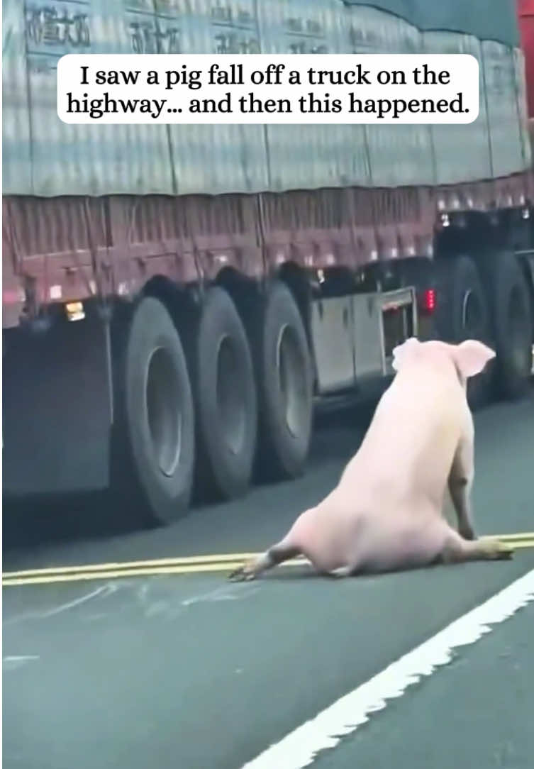 Rescued a pig that fell off a truck.#fyp #pig #fyp #rescue #animals 