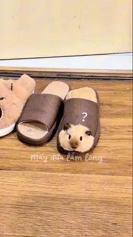 Siêu đáng yêu #viral #pet #hamsters 