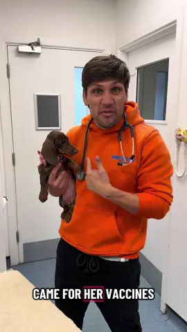 Look what I found on Jellybean’s mouth 🙈  #vetnurse #vettechlife #veterinarymedicine #veterinariansoftiktok #daschundpuppy 