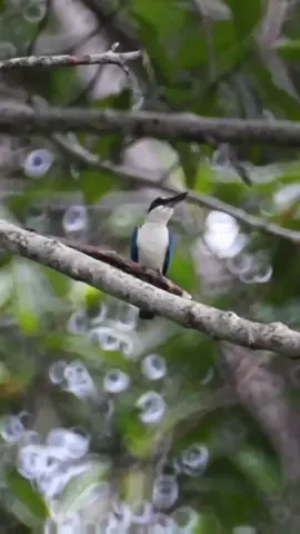 Cekakak Sungai ➡️ Collared Kingfisher (Todiramphus Chloris) #burung #bird #kicaumania #foryou #fyp 