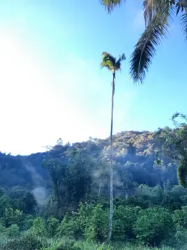 #pesonaalamkampung #KwesefoTambrauwpedalaman N#Skitardiri🤩🤪🌿☘️🍃🪾🌳 