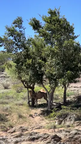 Inta aanu duubaynay videogan ha ahaato in aanu lugaynanaye hiking 🥾 ama ahaato in aanu baabuur saarnaayn 🚘. Waxaanu la kulanay xayawanada inta aan dhaqano. Bilicda buuraha 🏔️ iyo quruxda dhulkeena. 🐪🐄🐐 #fyp  #fypシ゚viral  #fypシ #somaliland #Hiking 
