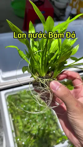 Cây thuỷ sinh Lan Nước vừa trồng ngập nước được vừa trồng bán cạn được #nguyennhakhiem #khiemtocxoanguppy #khiemtocxoan #sangguppy2004 
