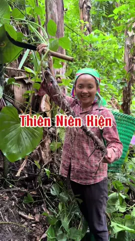 Đi vào rừng sâu để lấy một loại củ rất thơm #leanontiktok #vochonganba #cuocsongomiennui 