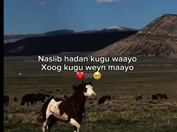 War cad 😂#somalitiktok #viraltiktok #foryoupage #fyt 