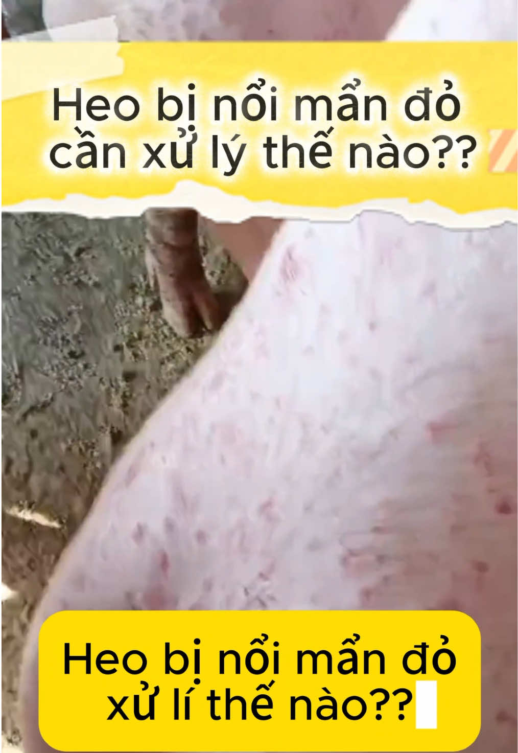 Heo bị nổi mẩn đỏ thì phải xử lí thế nào #channuoi #channuoiga #trangtrai #meochannuoi #kinhnghiemchannuoi 