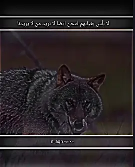 #لايك_متابعه_اكسبلور #تصميم_فيديوهات🎶🎤🎬 #عاده_نشر_فيديو🔄 #عباراتكم_الفخمه📿📌 #سوي_تاك_لصاحبك 