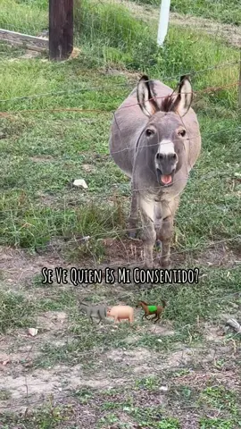 #Donkey#Filemon#Concentido#Rancho